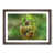 Walnut Framed