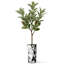 Arbre artificiel en fleur noire et blanche-104345524