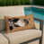 Burmilla beige