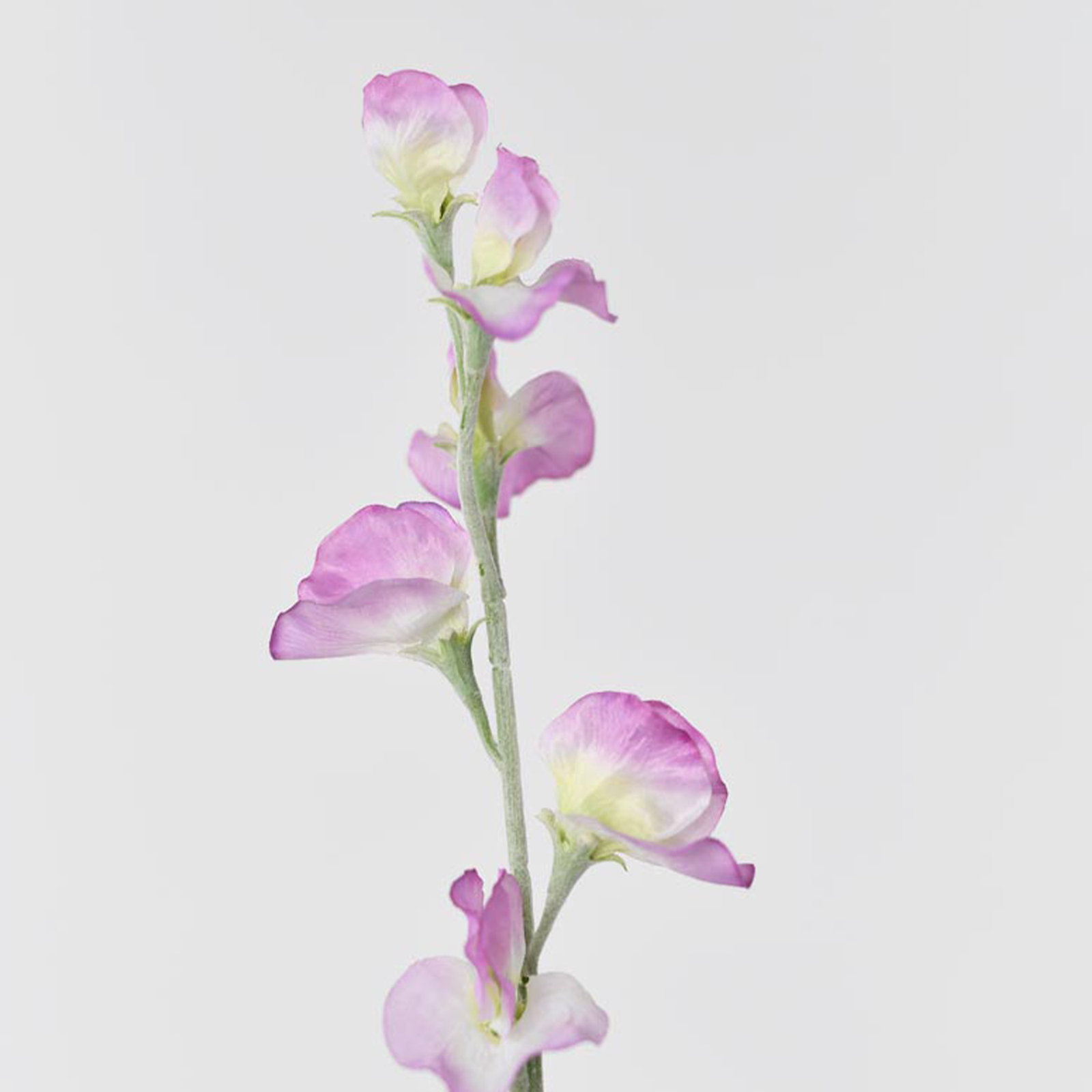 Audet Sweet Pea Stems, Light Purple