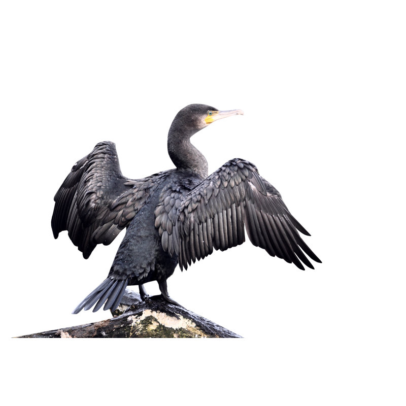 Cormorant by MikeLane45 - Wrapped Canvas Print, 30cm H x 46cm W