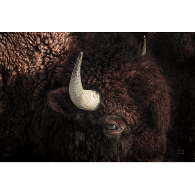 Kein " Bison " by Nathan Larson