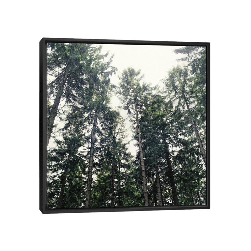 «Up in the Woods», reproduction de photo sur toile tendue, H 18 po x l 18 po x P 1,5 po, Toile avec cadre noir, Non mat