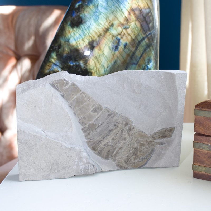 Assiette fossile Eurypterid. Lang's Quarry, Herkimer County, New York