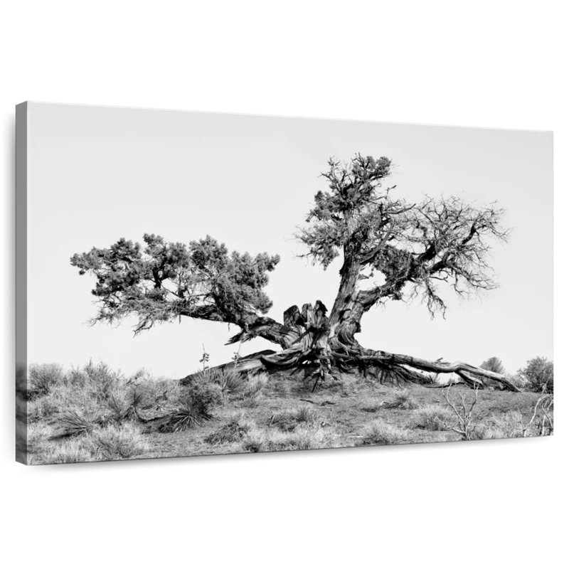Harnek Arizona Desert Tree, 16" H x 24" W
