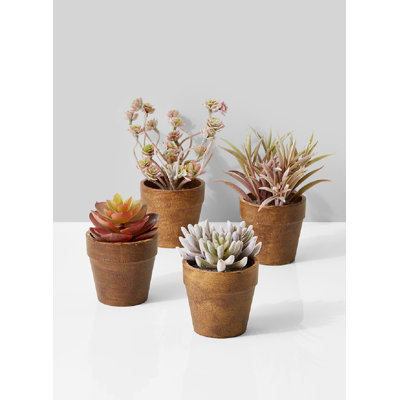 Ensemble de 4 plantes de bureau succulent dans un pot