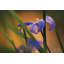 «Chionodoxa I» par Martin Podt - reproduction imprimée-1372996768-1404879950