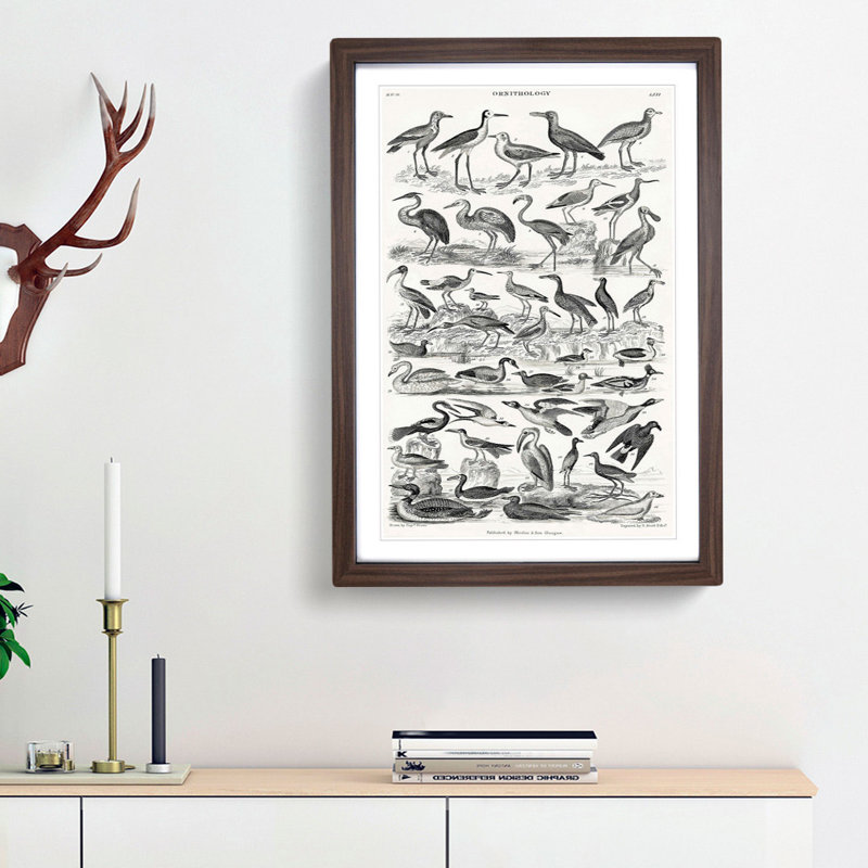Ornithology Study of Birds LXVII by Oliver Goldsmith - Picture Frame Drawing Print, 87cm H x 62cm W x 2cm D, Walnut Framed