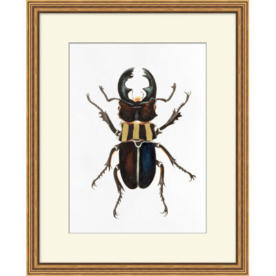Coccinelle dorée 4