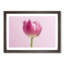 Perfectly Pink Tulip Flower in Abstract - Picture Frame Graphic Art Print-55739183-55739182