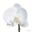 Arrangement floral artificiel