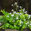 Herbe d'eucalyptus artificiel 10 po en pot