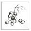 «Grapes I BW» par Chris Paschke-1783545441