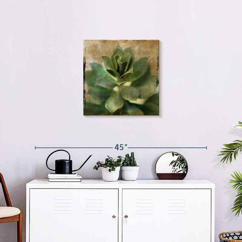 Harnek Succulent I, H 20 po x l 20 po