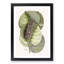 Mangrove Grape-Tree & Butterfly by Mark Catesby - Picture Frame Painting Print-55770798-55770793