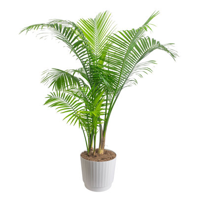 Costa Farms Extra Large Majety Palm Indoor House Plant in a 12-inch Décor Pot