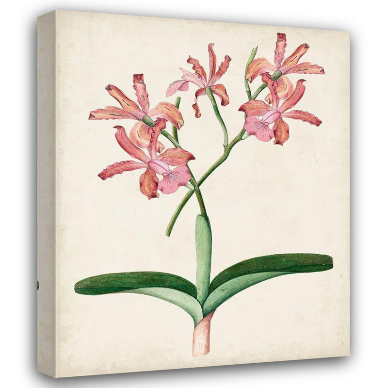 Art sur toile tendue Lark Manor ™, titré: paire d'orchidées I, H 44 po x l 36 po
