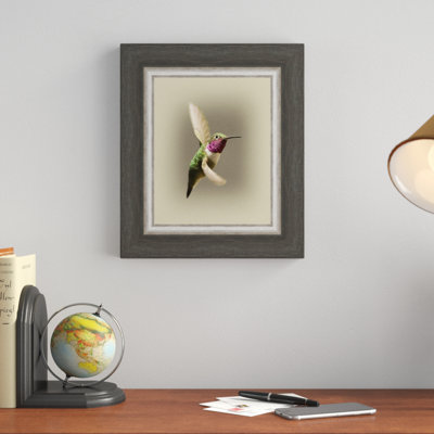 " Broad Tailed Hummingbird "