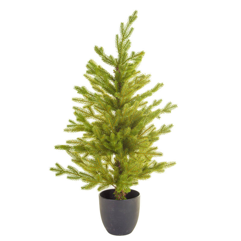 36 plantes