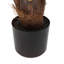 Potted King Kentia Palm Tree 4ft