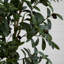 Arbre à olives 96 po en pot