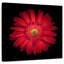 Marguerite rouge vif Arney-109221265