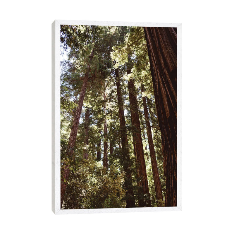 Redwood Forest XII by Bethany Young - Print on Canvas, 101.6cm H x 66.04cm W x 3.81cm D, White Framed