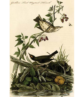 Golden tail wagtail thrush-impression d’art graphique