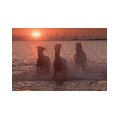 White Angels of Camargue XIV 1 Piece Wrapped Canvas Wall Art