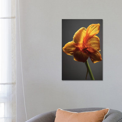Studio Flowers XI by James McLoughlin - Wrapped Canvas Print