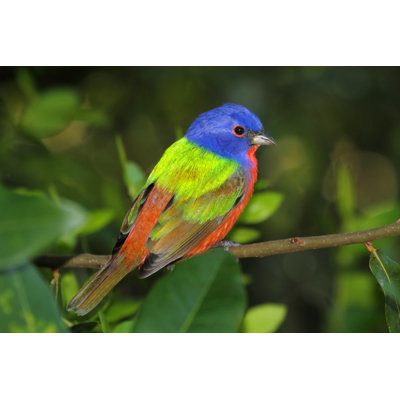 " Painted Bunting " by Stevebyland