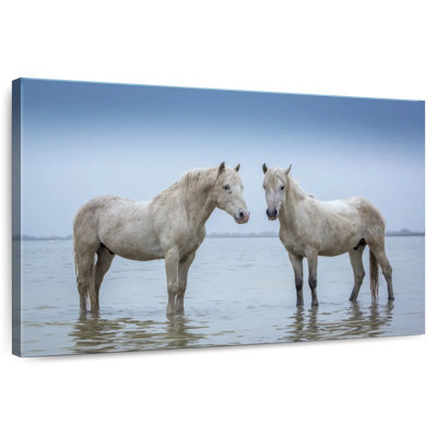 Standing Camargue Horses