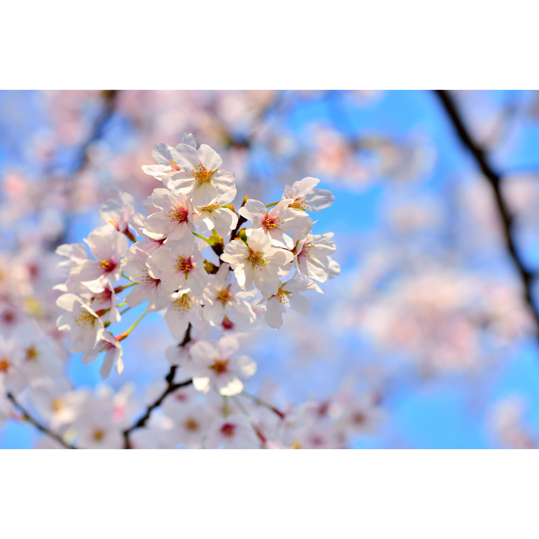 Beautiful Cherry Blossoms von Zorazhuang - Kunstdrucke auf Leinwand ohne Rahmen