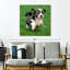 Chiot bichon havanais Crowle
