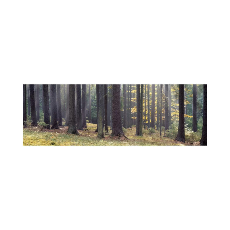 Trees in the Forest, South Bohemia, Czech Republic 1 Piece Wrapped Canvas Panoramic Wall Art, 182.88 cm H x 60.96 cm W