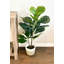 Faux Fiddle Leaf Fig Plant in Wicker/Rattan Planter