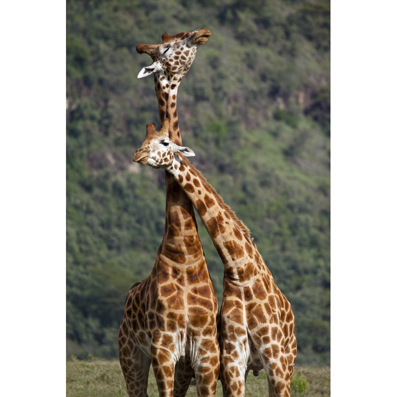 Necking Giraffe by WLDavies - Wrapped Canvas Print, 30cm H x 20cm W x 3.8cm D