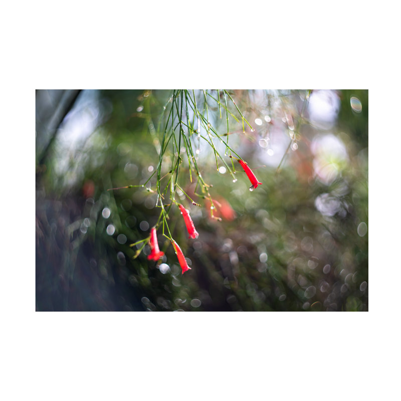 Art sur toile, Suzanne Bonin Firecrackers, 16" H x 24" W