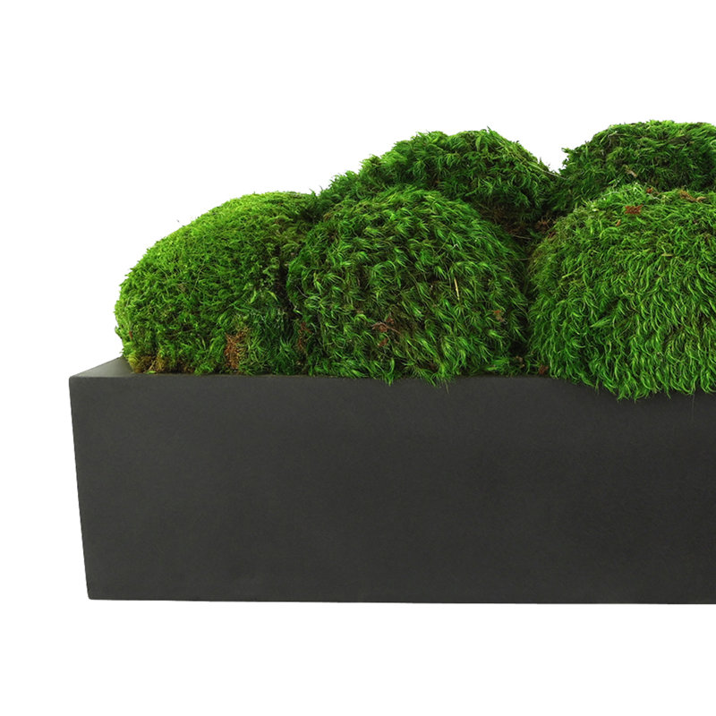 Nature's Nostalgia Moss Plant in Fiberstone Planter, Black, 8'' H x 19'' W x 8'' D