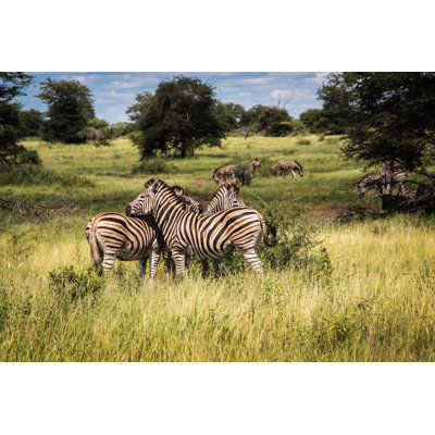 Zebra Herd 1 Piece Wrapped Canvas Wall Art