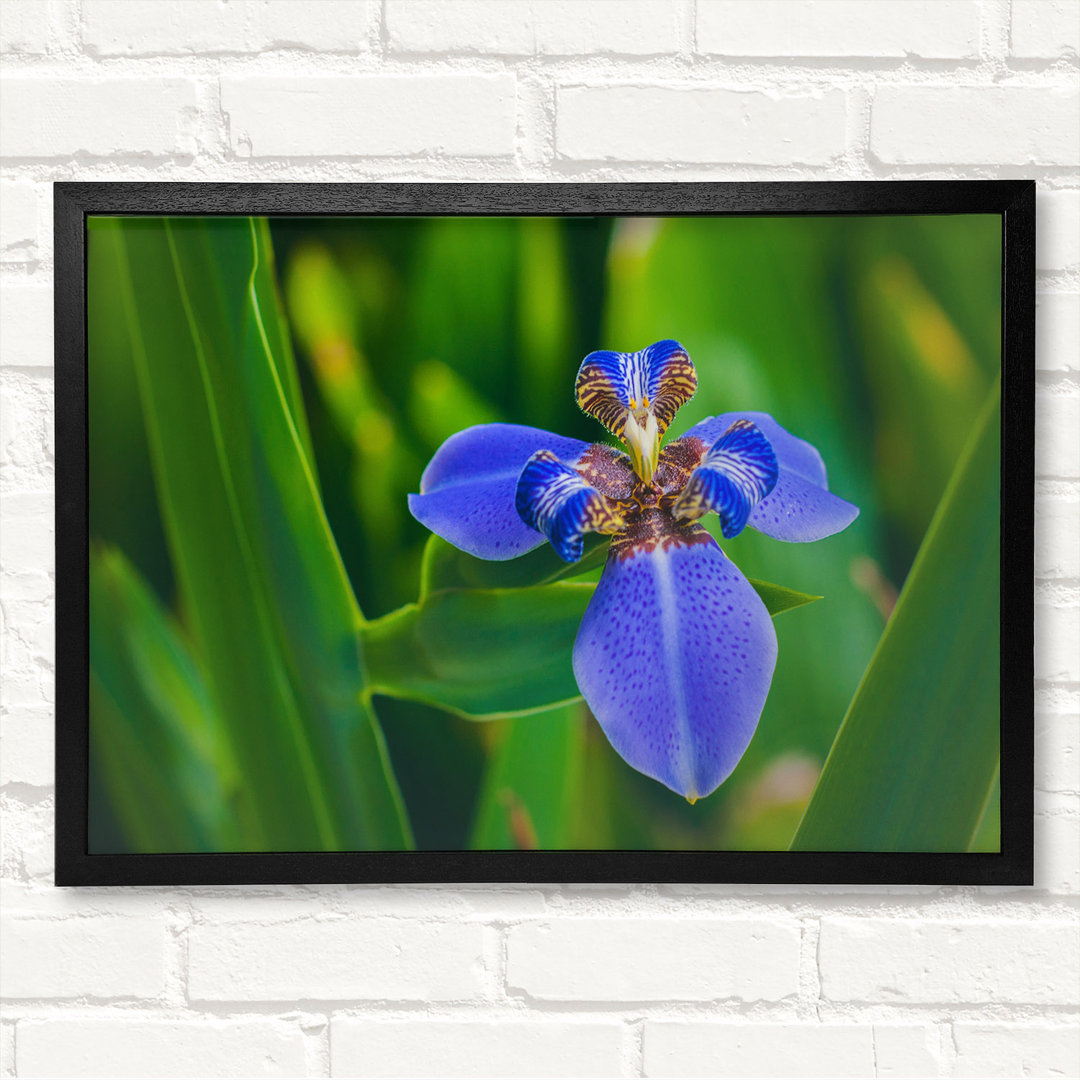 Tiny Blue Flower In Shot - Closed Corner Frame Kunstdrucke auf Holz