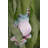 Lark Manor™ D Lester, Linda Gallery Wrapped Canvas Art Titled: A Whites Tree Frogs Pose-2092628412