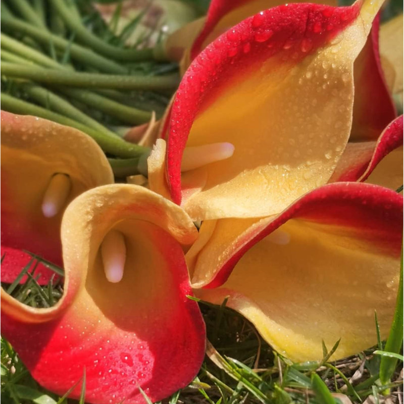 12Pcs Red Yellow Artificial Calla Lily Flowers