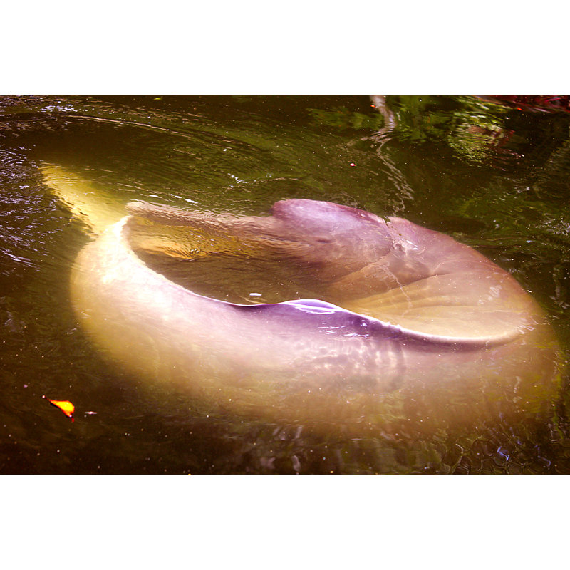 Karling Amazon Pink Dolphin - Wrapped Canvas Print, 20cm H x 30cm W x 3.8cm D
