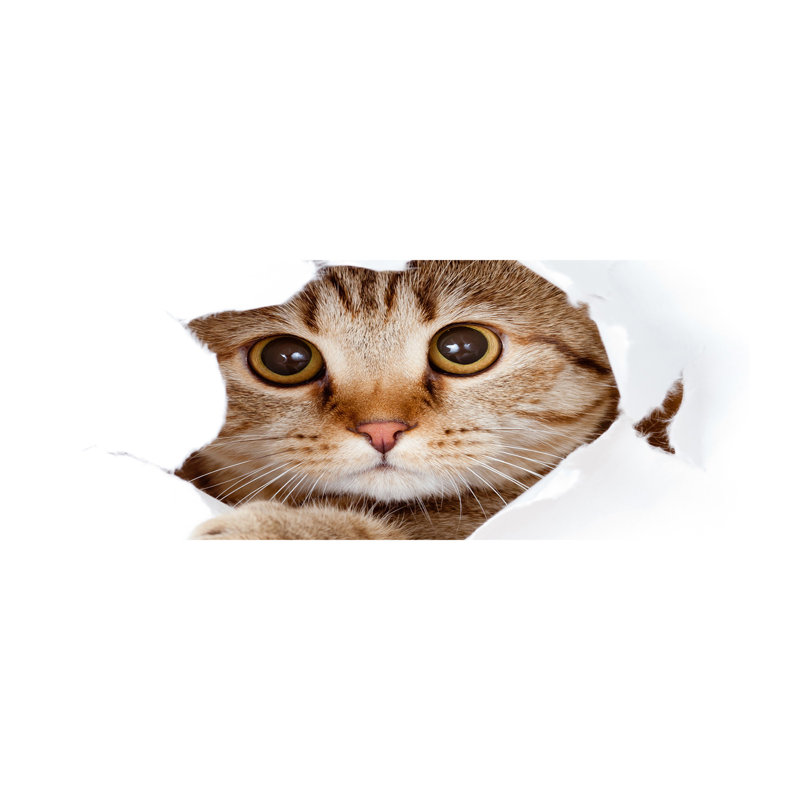 Cat - Wrapped Canvas Print