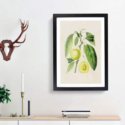 Prune Fruit Illustration - Framed Print