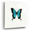 «Blue Butterfly» par PhotoINC Studio-1377104539