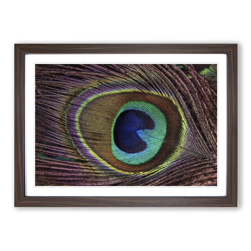 Peacock Feather Framed Photographic - Framed Print, Walnut