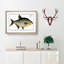 Bream Fish - Picture Frame Painting Print-55679048-55679049