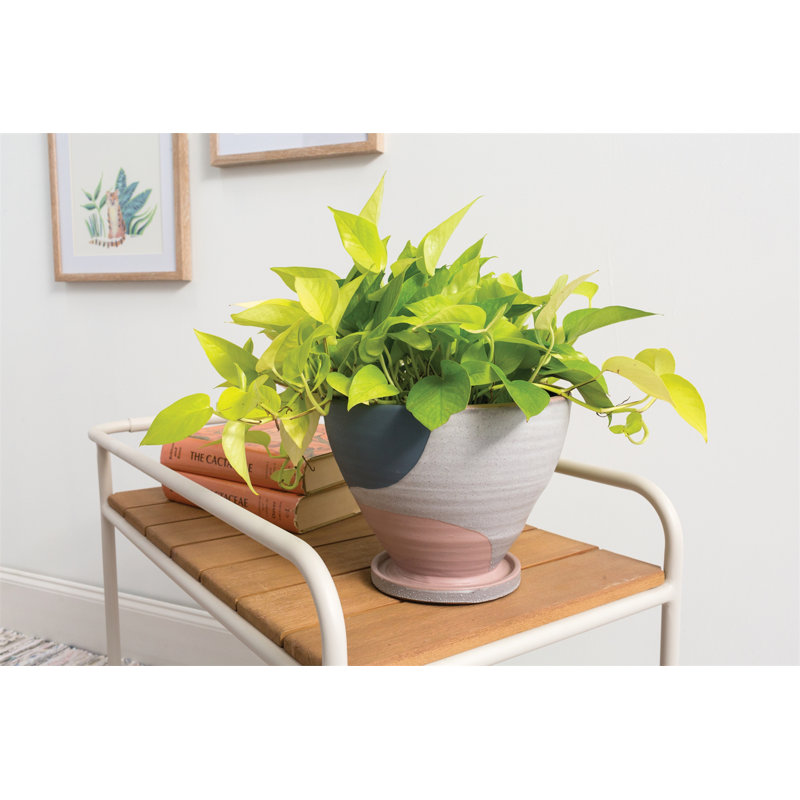 Ceramic Pot Planter, 8" H x 10" W x 10" D